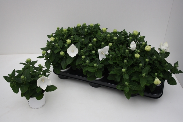Platycodon Grandiflorus Astra Weiss
