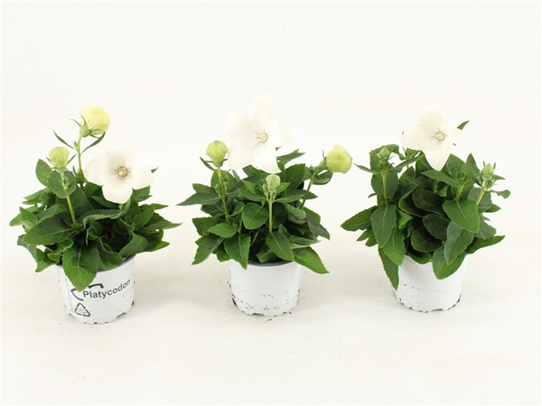Platycodon Grandiflorus Astra Weiss