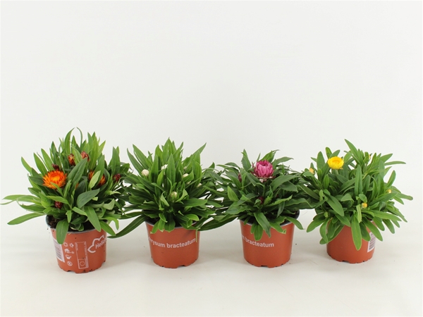 Bracteantha Dreamtime Mixlage