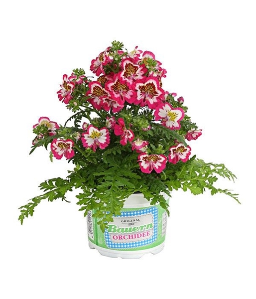 Schizanthus Atlantis Pink Bicolor