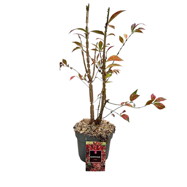 Euonymus Alatus Compactus