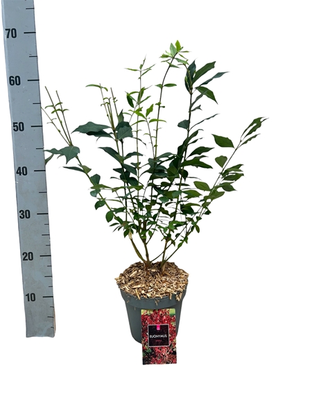 Euonymus Alatus
