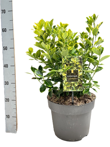 Euonymus Japonicus Aureomarginatus