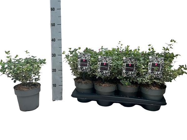 Euonymus Fortunei Emerald Gaiety