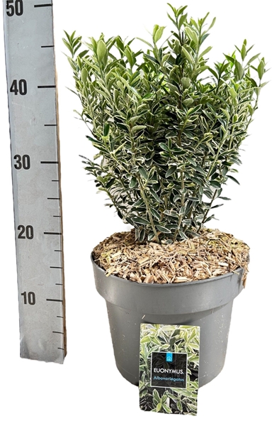 Euonymus Japonicus Microphyllus Albovariegatus