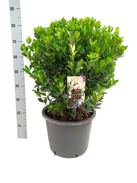 Euonymus Japonicus Extravaganza