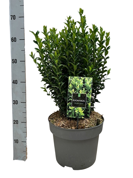 Euonymus Japonicus Green Spire