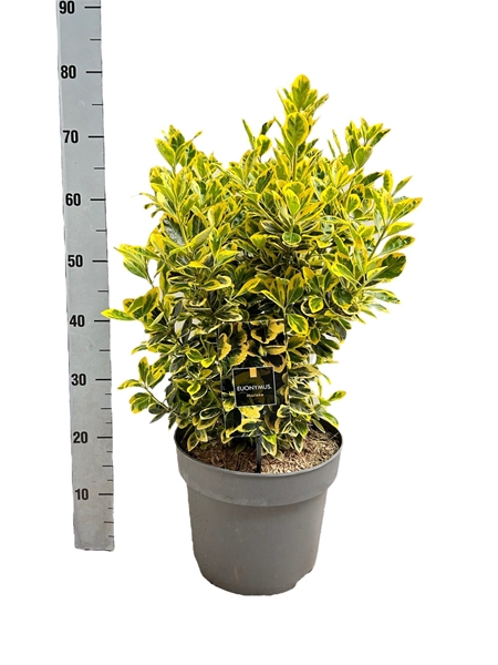 Euonymus Japonicus Marieke