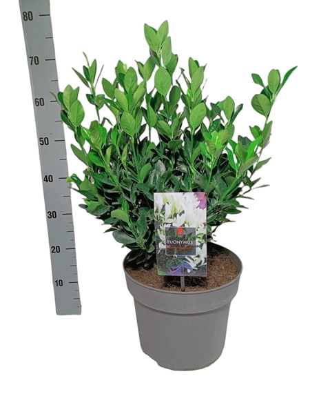Euonymus Japonicus Extravaganza
