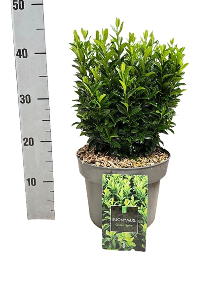 Euonymus Japonicus Green Spire