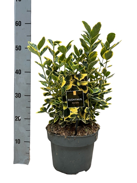 Euonymus Japonicus Marieke
