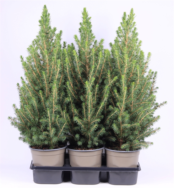 Picea Glauca Conica