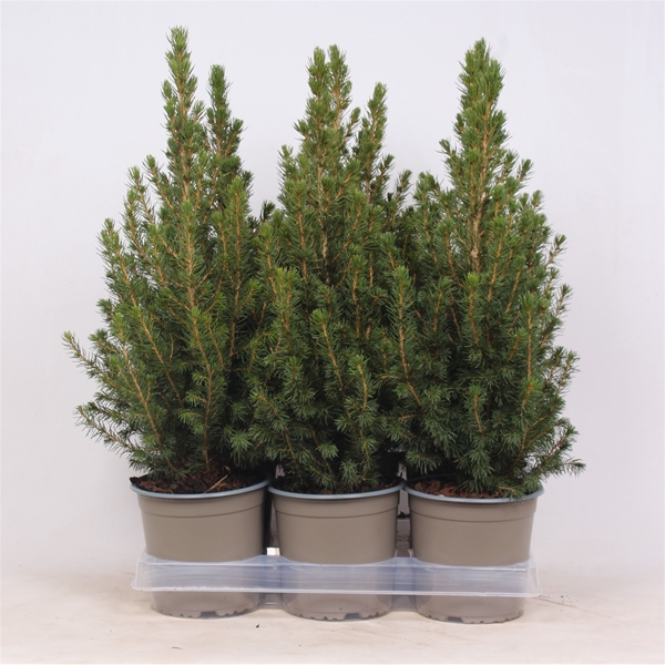 Picea Glauca Perfecta