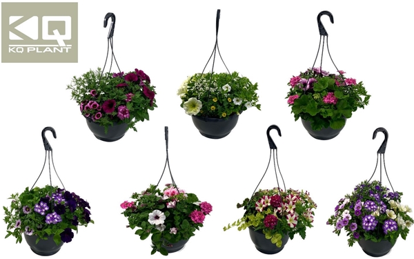 Beet Balkon Ampel Mix CC mit Wasserbuffer