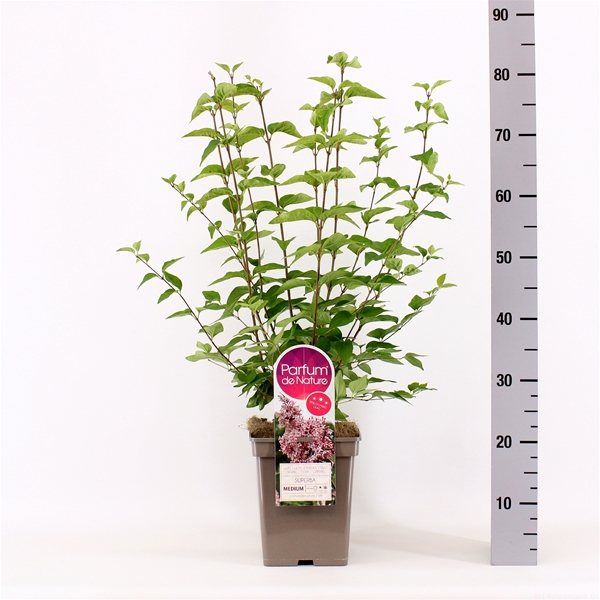 Syringa Superba