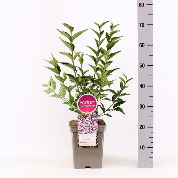 Syringa Miss Kim