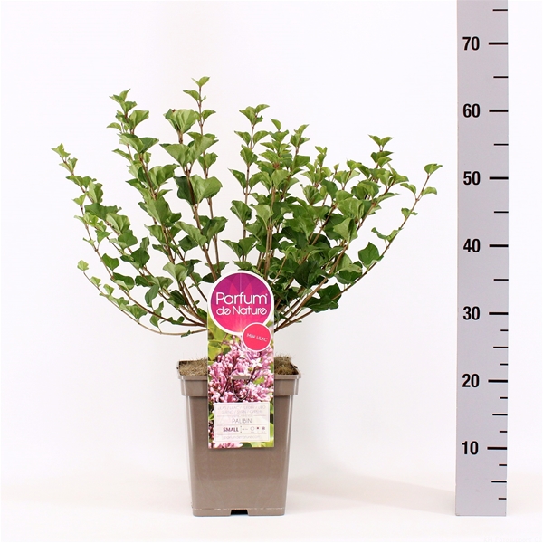 Syringa Meyeri Palibin 