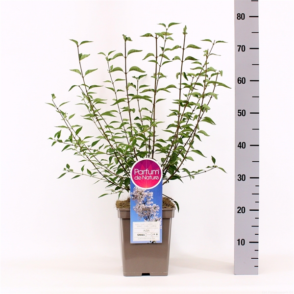 Syringa Persica Alba