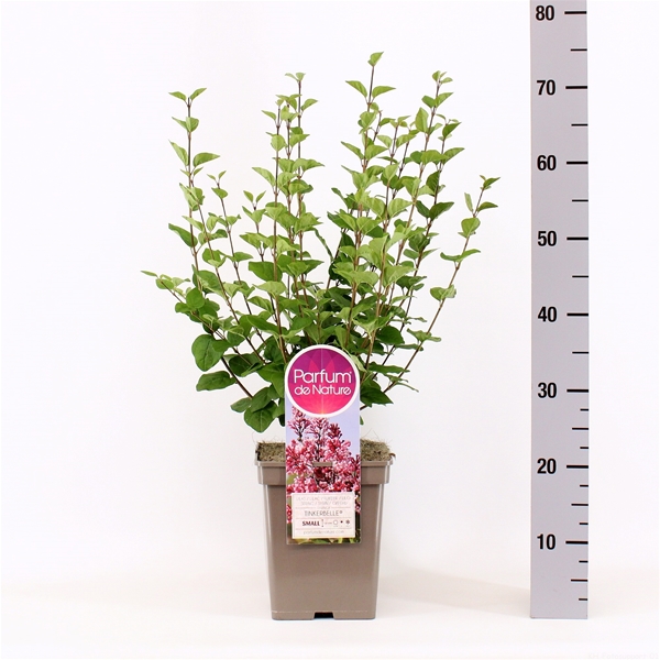 Syringa Tinkerbelle 