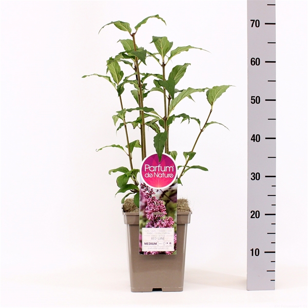 Syringa Red Wine