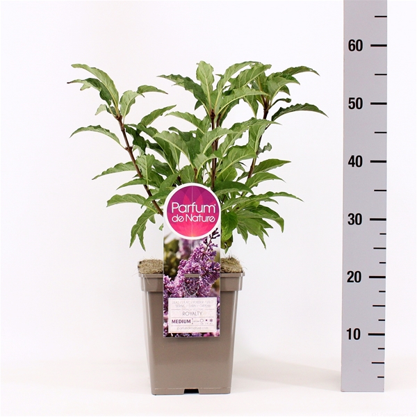 Syringa Royalty