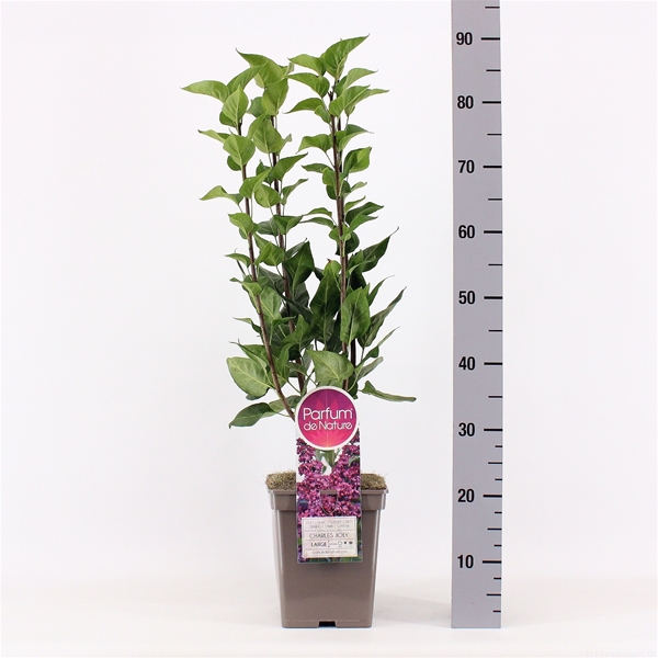 Syringa Charles Joly