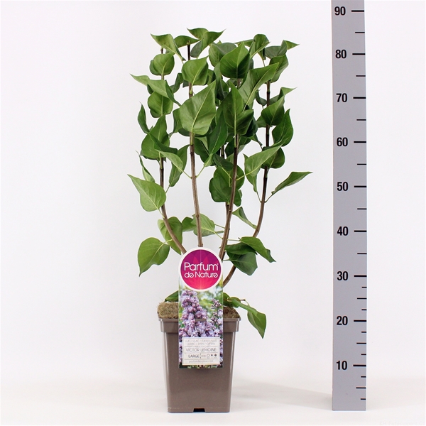 Syringa Victor Lemoine