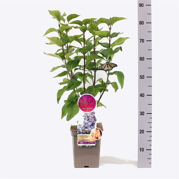 Syringa Nadezhda