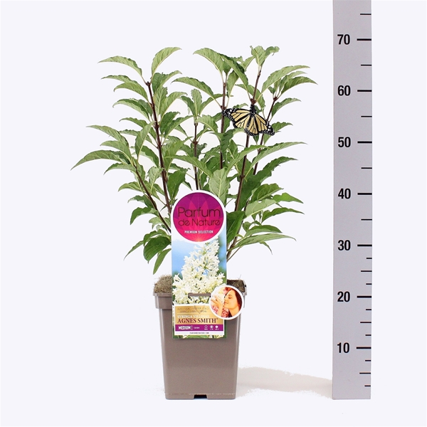 Syringa Agnes Smith