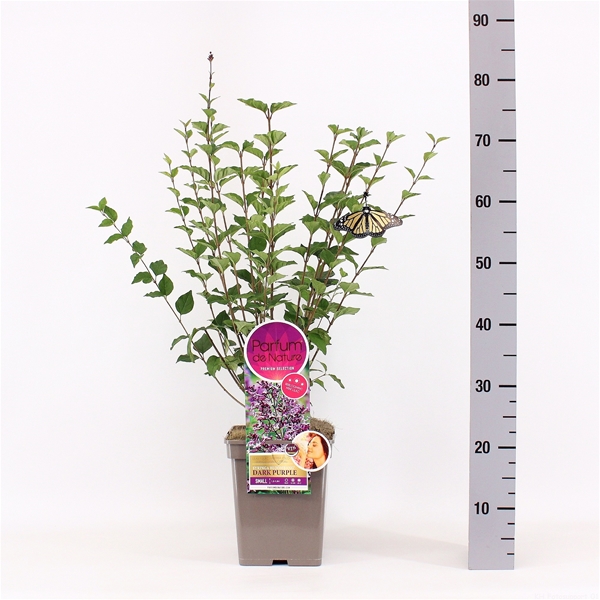 Syringa Dark Purple Bloomerang