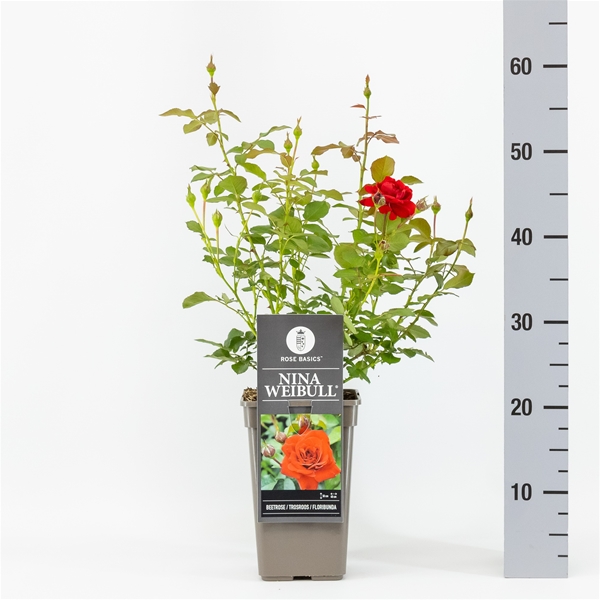 Rosa Nina Weibull 
