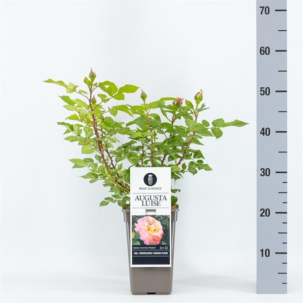 Rosa Augusta Luise 