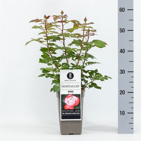 Rosa Nostalgie 