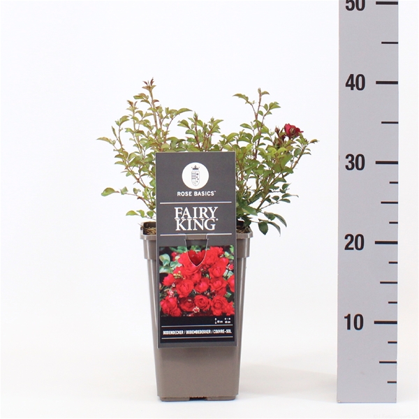Rosa Fairy King 