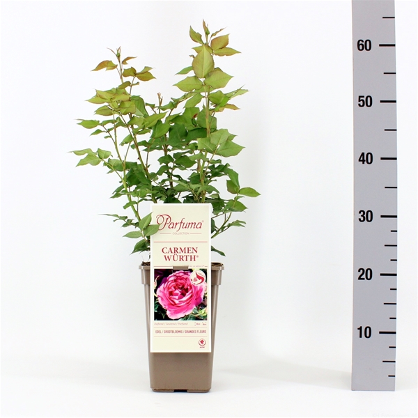 Rosa Parfuma Carmen Würth 