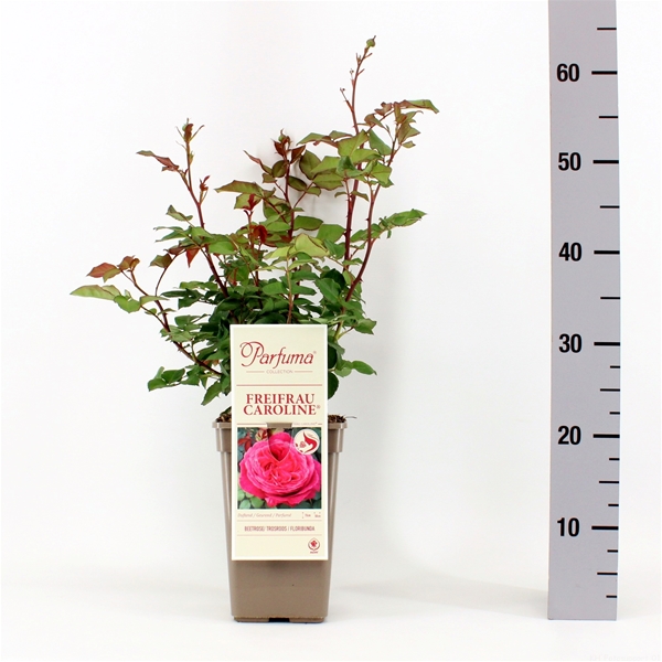 Rosa Parfuma Freifrau Caroline 
