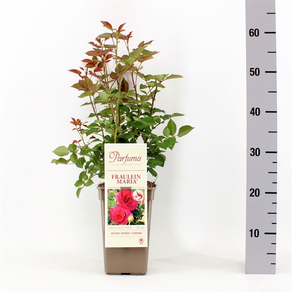 Rosa Parfuma Fräulein Maria 