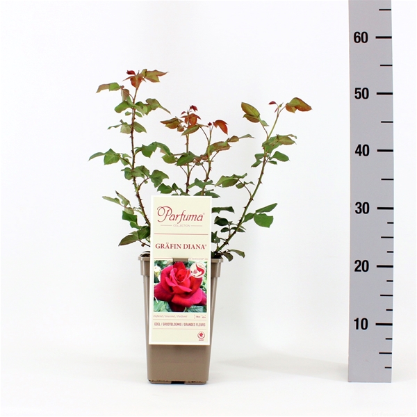 Rosa Parfuma Gräfin Diana 