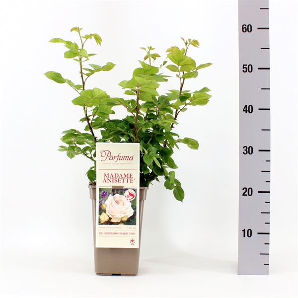 Rosa Parfuma Madame Anisette 