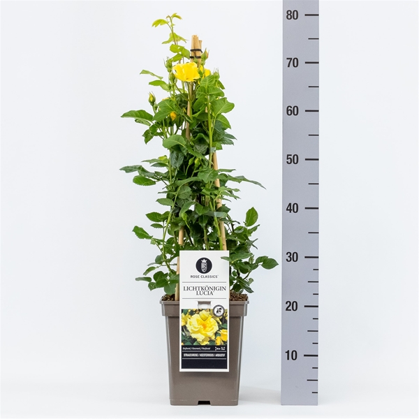 Rosa Lichtkönigin Lucia Kletter
