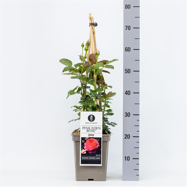 Rosa Pink Eden Rose Kletter