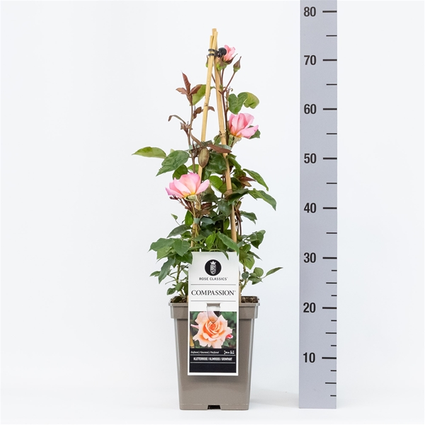 Rosa Compassion Kletter