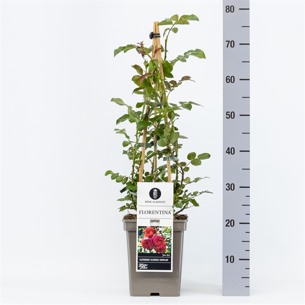 Rosa Florentina Kletter