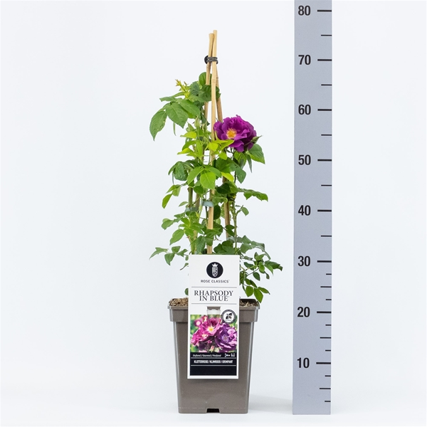 Rosa Rhapsody in Blue Kletter