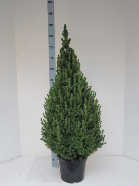 Picea Glauca Conica