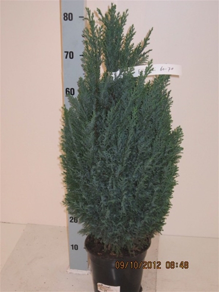 Chamaecyparis Lawsoniana Ellwoodi