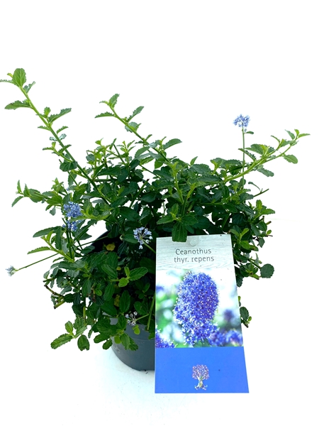 Ceanothus Thyrsiflorus Variegata Repens