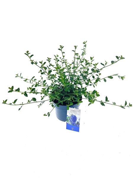 Ceanothus Thyrsiflorus Variegata Repens