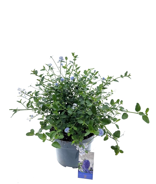 Ceanothus thyrsiflorus Variegata Repens