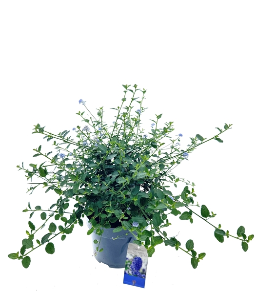 Ceanothus Thyrsiflorus Variegata Repens